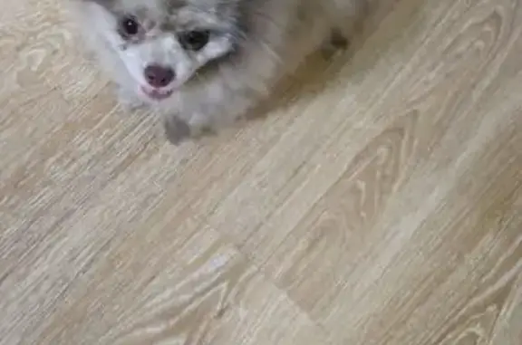 Найдена собака, Батайск, фото: Найден шпиц, ул. Пушкина 68/106, Батайск