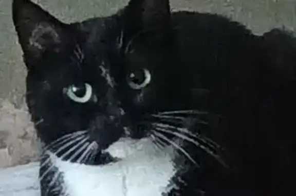 Кошки потеряшки, Верхняя Пышма, фото: Потеряшка черная кошка, Успенский пр., 48