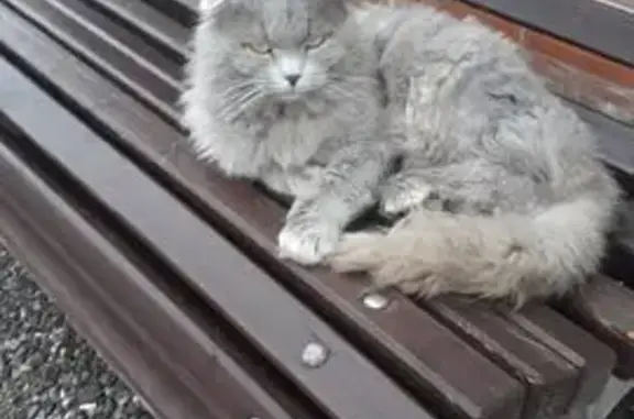 Пропала кошка, МО, не пугливая, спокойная