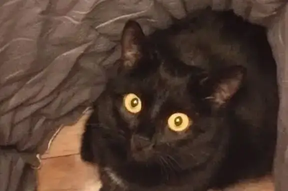 Пропала черная кошка, ул. Некрасова, 21