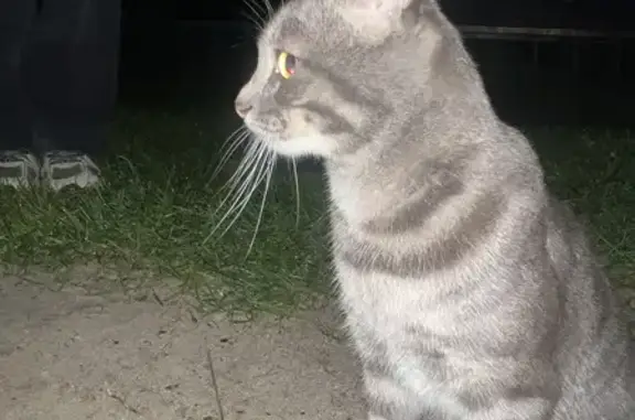 Ласковый серый кот найден на Сибирской 31