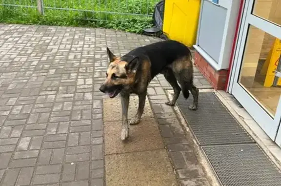 Найдена собака, Ульяновка, фото: Овчарка найдена, Советский пр., Ульяновка