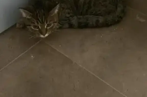 Найдена кошка, ул. Архитектора Власова 2