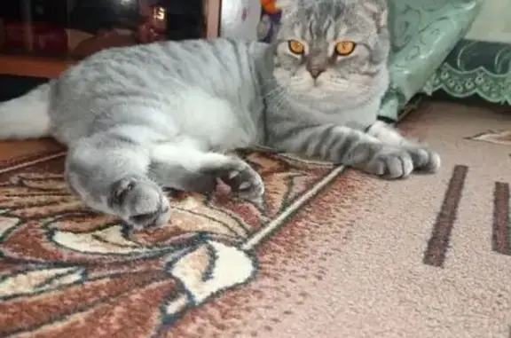 Пропала кошка, переулок №5, Побединское