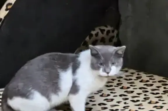 Кошка найдена у Хошимина, 11 к2, СПб