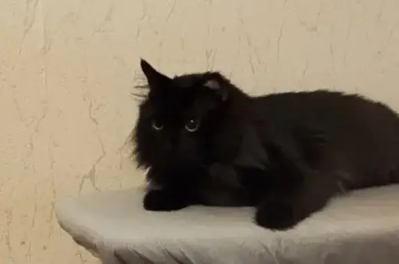 Найдена кошка, , фото: Кошка найдена, ул. Фрунзе 10, Тольятти