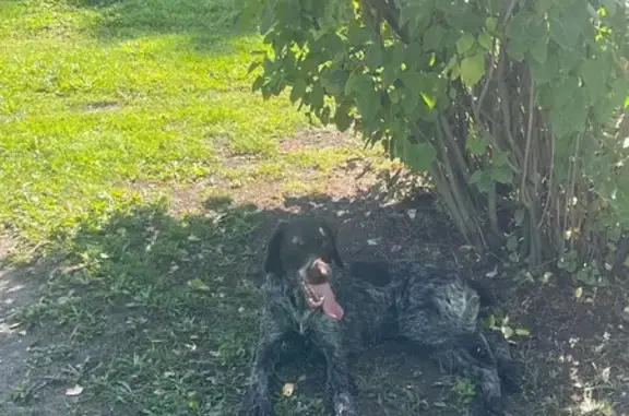 Найдена собака, Рязанская область, фото: Найдена собака, Тырновское СП, Рязань