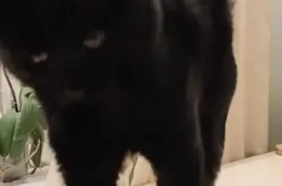 Кошки потеряшки, Самарская область, фото: Потеряшка чёрная кошка, СНТ Мелиоратор