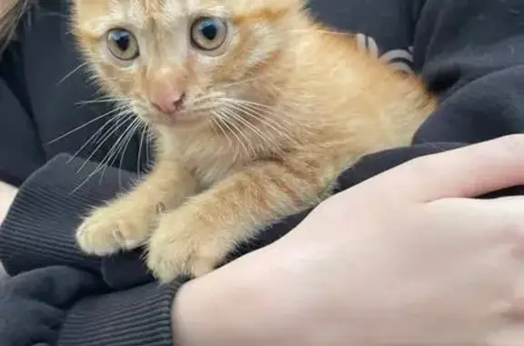 Найдена кошка, Уфа, фото: Котенок найден: 2-й Благоварский пер., 8, Уфа