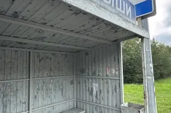 Найден котенок на Р-351, Тюмень