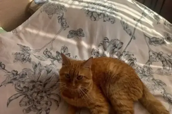 Кошки потеряшки, Чайковский, фото: Потеряшка кошка, Советская 9, Чайковский