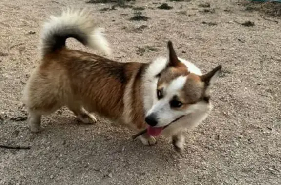 Найдена собака, Севастополь, фото: Найдена собака в р-не Максимки, Севастополь