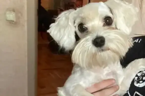 Собаки потеряшки, , фото: Потеряшка собака, Новая ул., Речицы