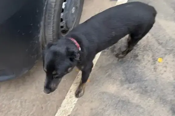 Собака найдена на ул. Н. Злобина, Зеленоград