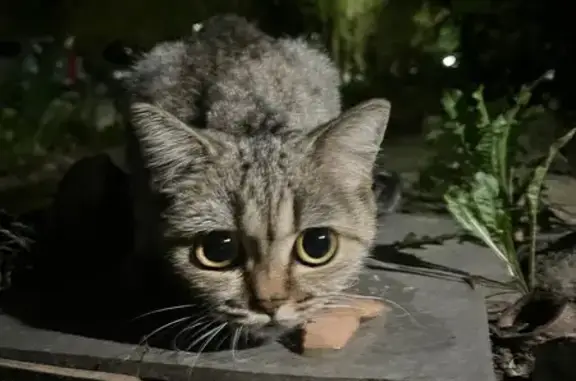 Красивая кошка найдена на Добровольского, 36