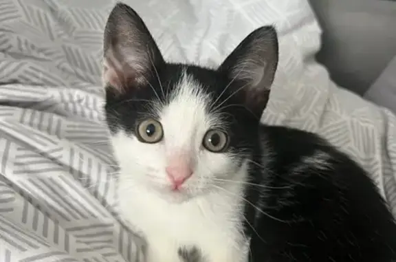 Найдена кошка, Барнаул, фото: Найдена кошка, ул. Цаплина, 112, Барнаул