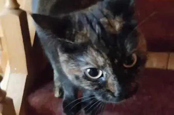 Кошки потеряшки, Киров, фото: Потеряшка кошка, Кировская область