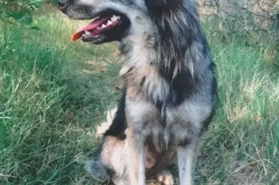 Собаки потеряшки, Саки, фото: Потеряшка собака, Новофедоровка, ул. Севастопольская, 18