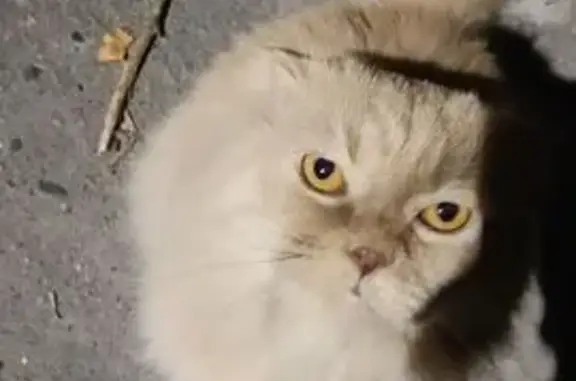 Найдена кошка, Курск, фото: Курск, центр: найдена персиковая кошка