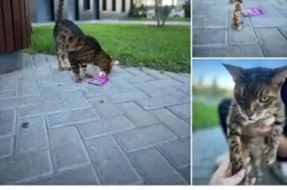 Кошка найдена: Казань, Татарстан