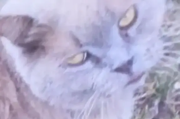 Найдена кошка, Ярославль, фото: Котик найден: Ярославль, ул. Папанина