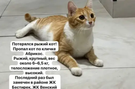 Кошки потеряшки, Астана, фото: Потеряшка кошка, пр. Аль-Фараби, 8/1, Астана