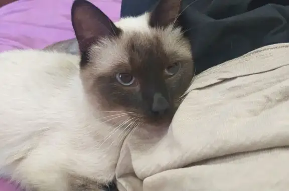 Кошки потеряшки, Томск, фото: Потеряшка кошка, Ботанический пер., Томск