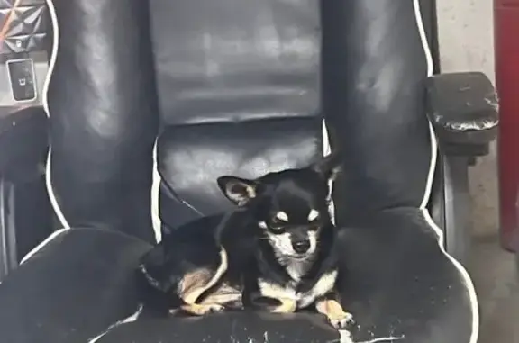 Найдена собака, , фото: Найдена собака, Керчь, Крым