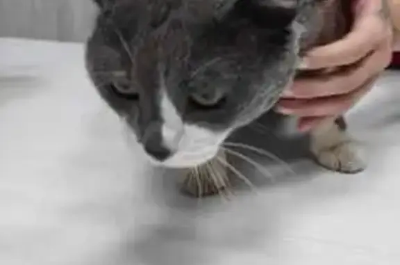 Найдена кошка, Красноярск, фото: Найдена кошка, ул. Киренского, Красноярск