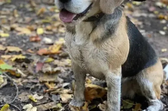 Собаки потеряшки, Саратов, фото: Потеряшка собака, Московская ул. 193, Саратов