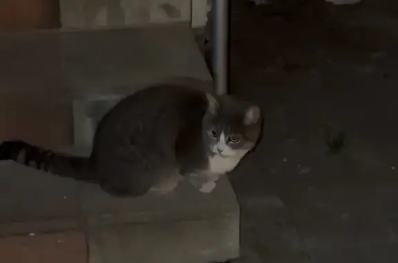 Кошка найдена у подъезда, Жукова 10, Одинцово