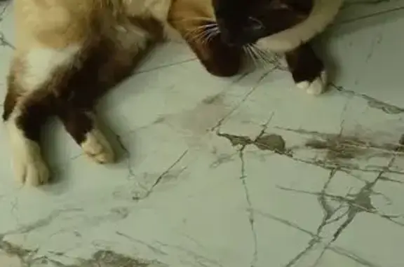 Кошки потеряшки, Майкоп, фото: Потеряшка тайская кошка, Майкоп, Рабочая ул.