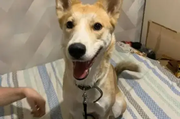 Собака найдена: ул. Космонавта Волкова, 33