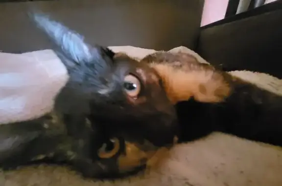 Кошки потеряшки, Андреевка, фото: Потеряшка кошка, Андреевка, 5 месяцев