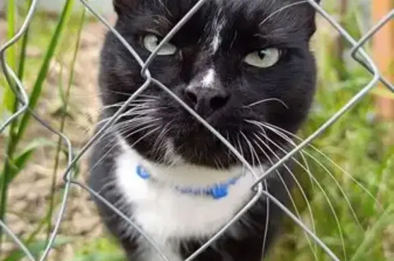 Пропал кот Марсель, Рыбинск, Окружная дорога