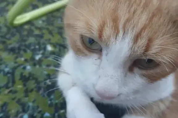 Найдена кошка, , фото: Кошка найдена: б-р Туполева, 2, Тольятти