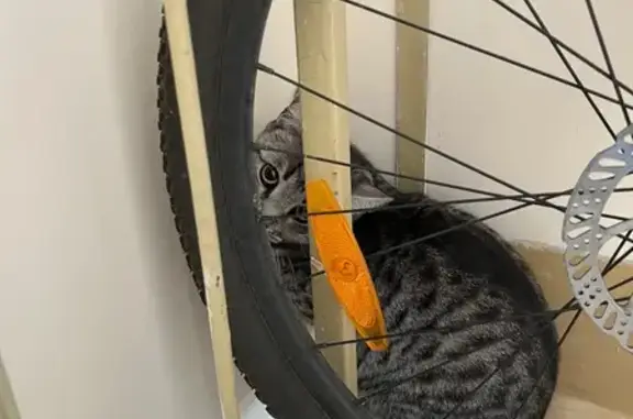 Кошка найдена: б-р Олега Волкова, 3, Чебоксары