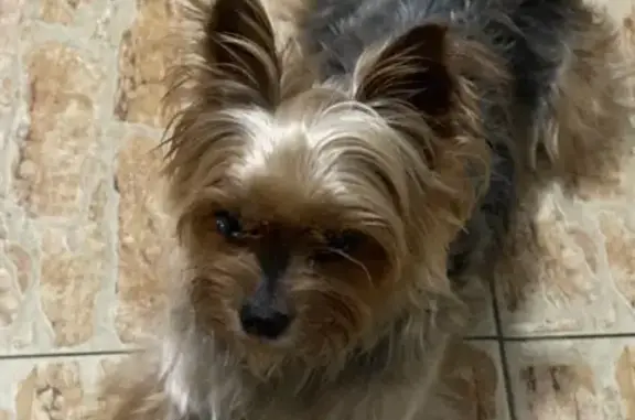 Йоркширский терьер найден, Безыменского 19