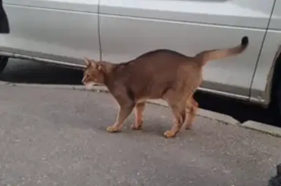 Найдена кошка, Москва, фото: Агрессивная кошка найдена, Дмитровское ш. 124А