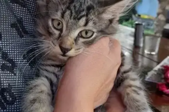 Потерянные животные Подольск, фото: Пропала кошка, Подольск, Красная ул. 47А