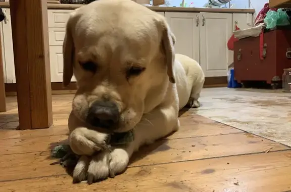 Найдена собака, Быково, фото: Лабрадор найден: Леволинейная 40, Быково