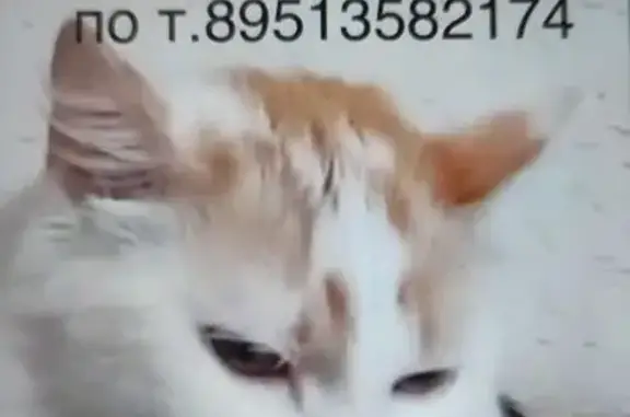 Кошки потеряшки, Пенза, фото: Потеряшка кошка на ул. Бородина, 12, Пенза