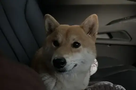 Найдена сиба ину, Северное шоссе, 42Б