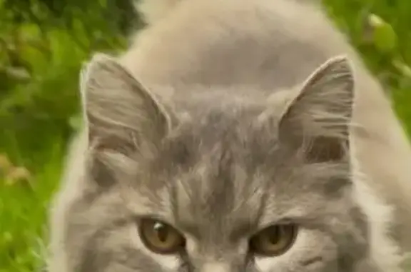 Найдена кошка, 50 Лет Победы-2 Снт, фото: Кошка найдена на Родниковой, 5