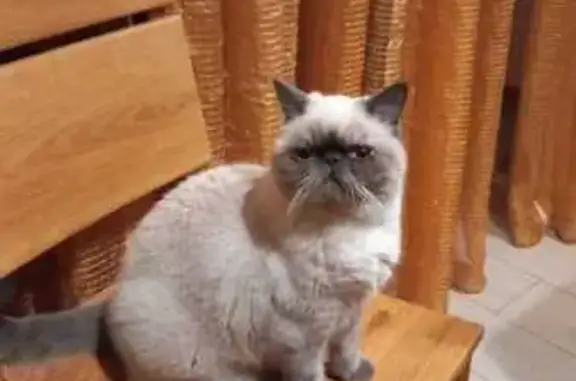 Кошки потеряшки, Воронеж, фото: Потеряшка кошка, ул. Троепольского, Воронеж