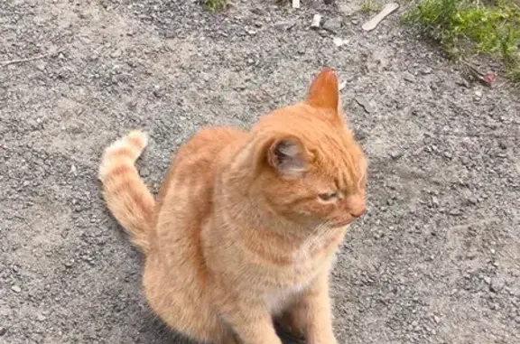 Найденные животные Петрозаводск, фото: Рыжая кошка найдена на Дзержинского, Петрозаводск