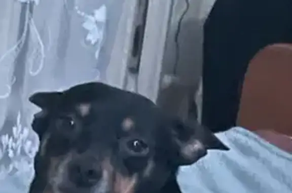 Собаки потеряшки, , фото: Потеряшка собака, ул. Жукова, 223А, Таганрог