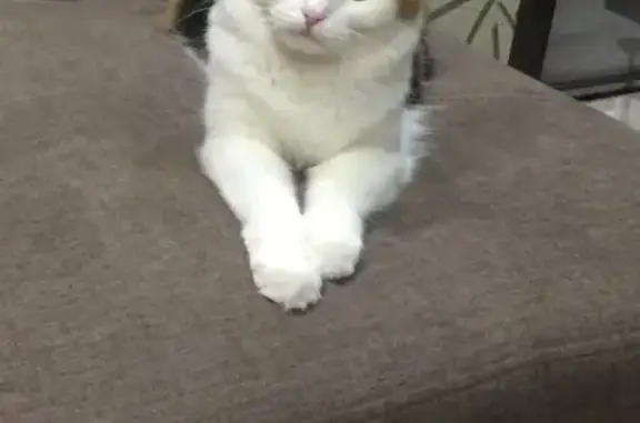 Пропала кошка, ул. Ленина 34, Надеждинка