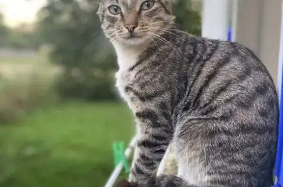 Кошки потеряшки, Ярославль, фото: Потеряшка кот Марсик, ул. Титова, Ярославль