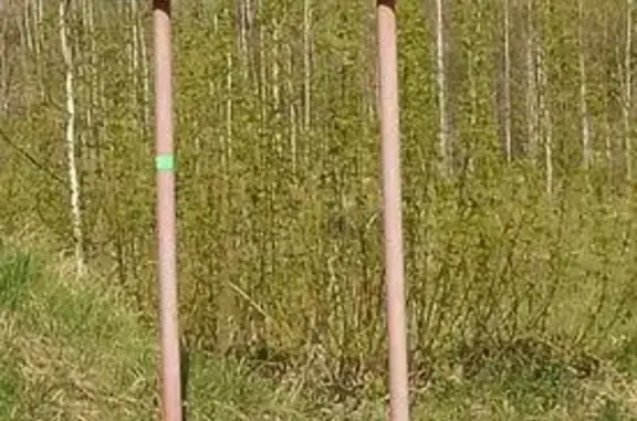 Белая кошка найдена у беседок, Тюмень